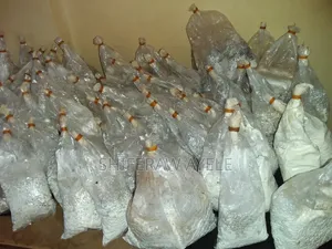 የኦይተስተር መሽሩም (እንጉዳይ) ዘር | Oyster Mushroom Spawn