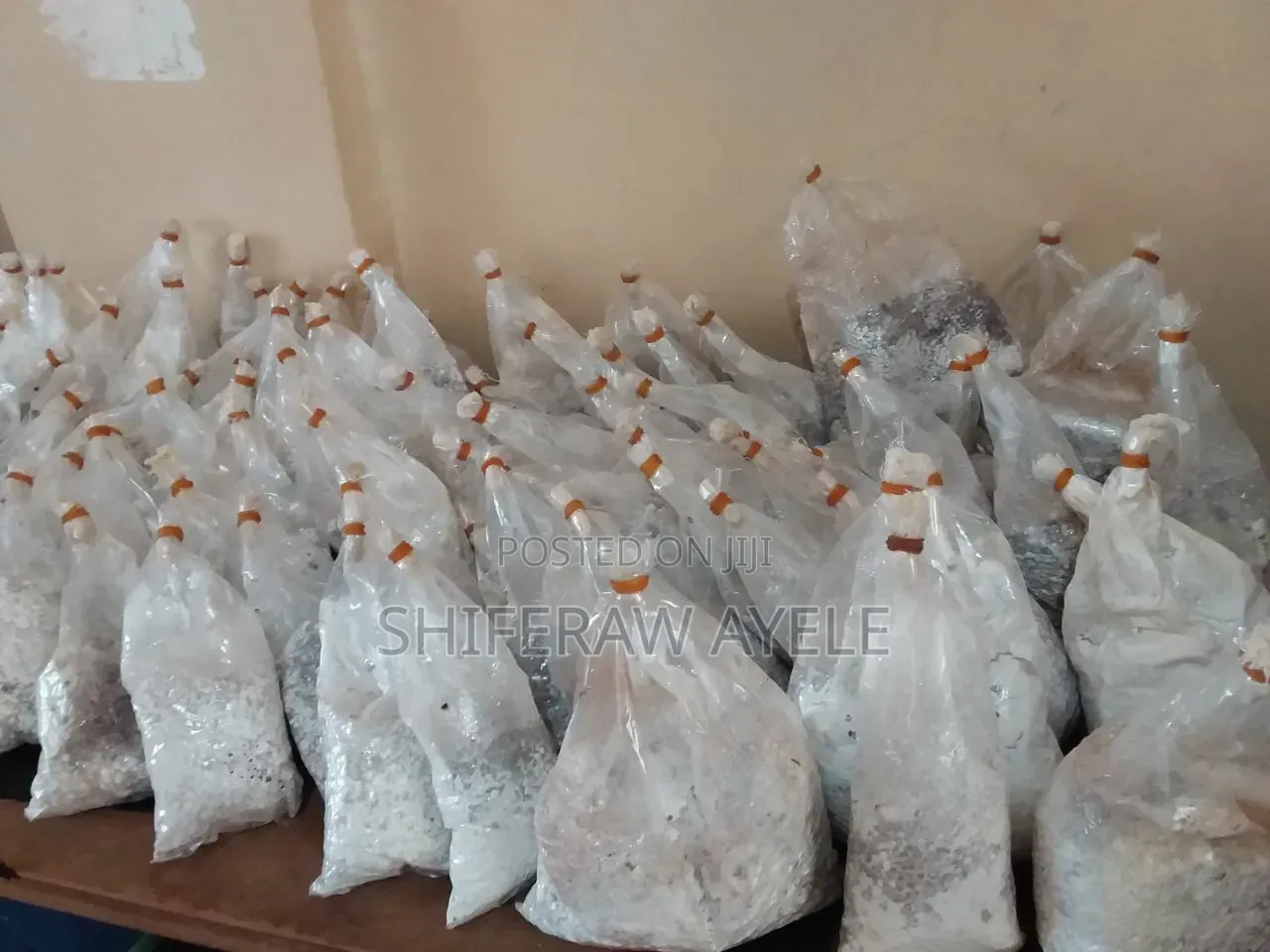 የኦይተስተር መሽሩም (እንጉዳይ) ዘር | Oyster Mushroom Spawn