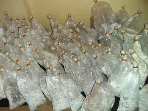 የኦይተስተር መሽሩም (እንጉዳይ) ዘር | Oyster Mushroom Spawn