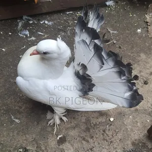 High Quality Indian Fantail