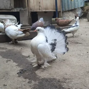 High Quality Indian Fantail