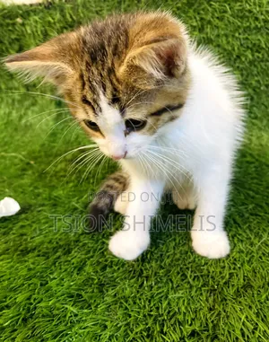 0-1 month Male Purebred American Curl