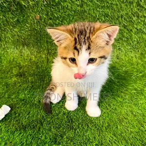 0-1 month Male Purebred American Curl