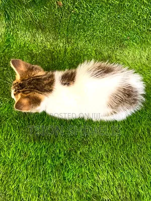 0-1 month Male Purebred American Curl