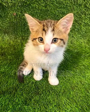0-1 month Male Purebred American Curl