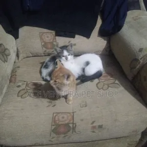 1-3 months Male Purebred American Curl