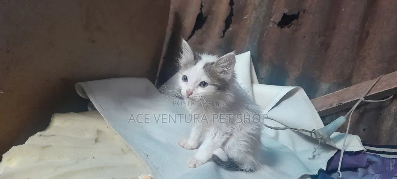 1-3 months Male Purebred American Curl