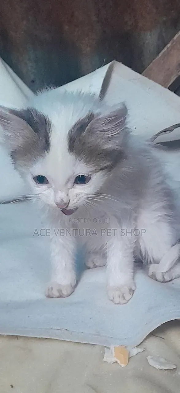 1-3 months Male Purebred American Curl