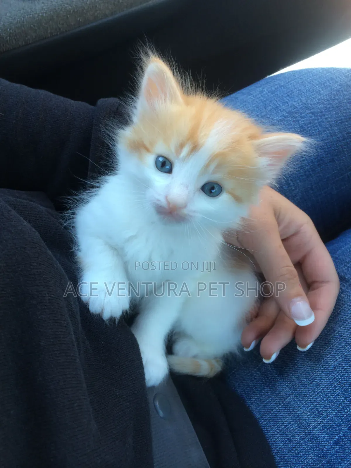 1-3 months Male Purebred American Curl