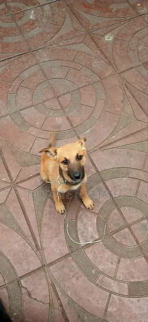 3-6 months Female Mixed Breed German Shepherd