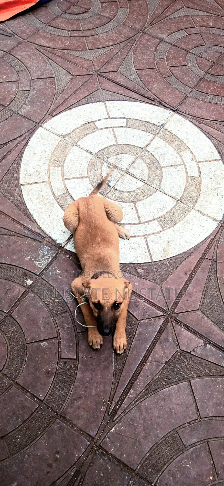 3-6 months Female Mixed Breed German Shepherd