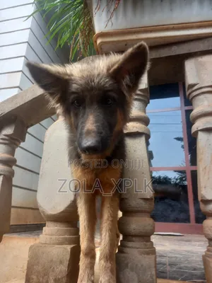 1-3 months Female Purebred German Shepherd