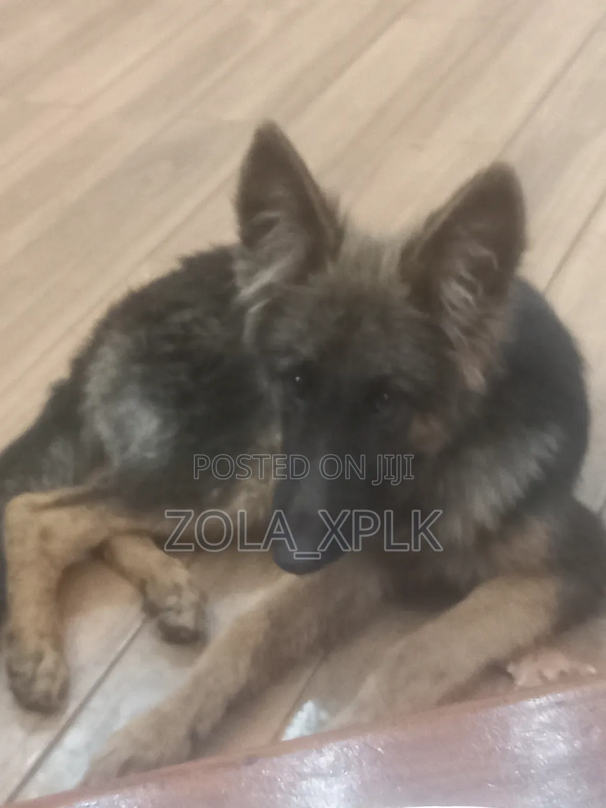 1-3 months Female Purebred German Shepherd