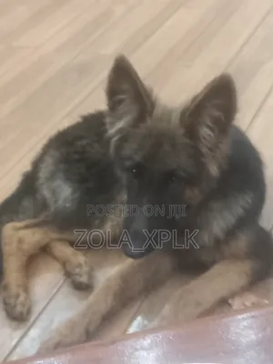 1-3 months Female Purebred German Shepherd