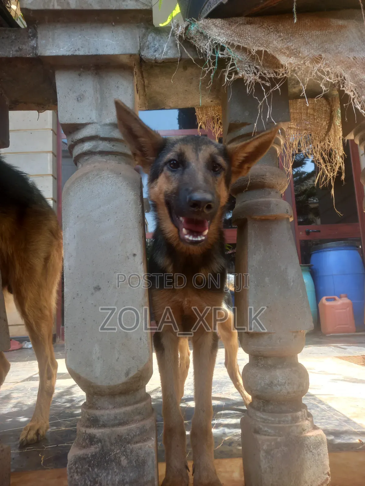 1-3 months Female Purebred German Shepherd