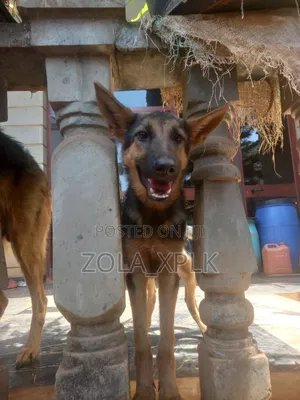 1-3 months Female Purebred German Shepherd
