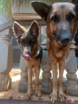 1-3 months Female Purebred German Shepherd