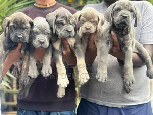 1-3 months Male Purebred Boerboel