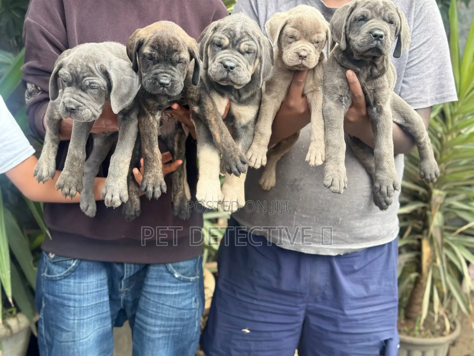 1-3 months Male Purebred Boerboel