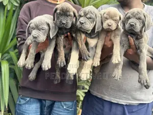 1-3 months Female Purebred Boerboel