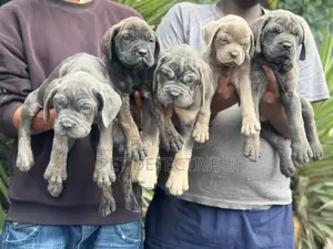 1-3 months Male Purebred Boerboel