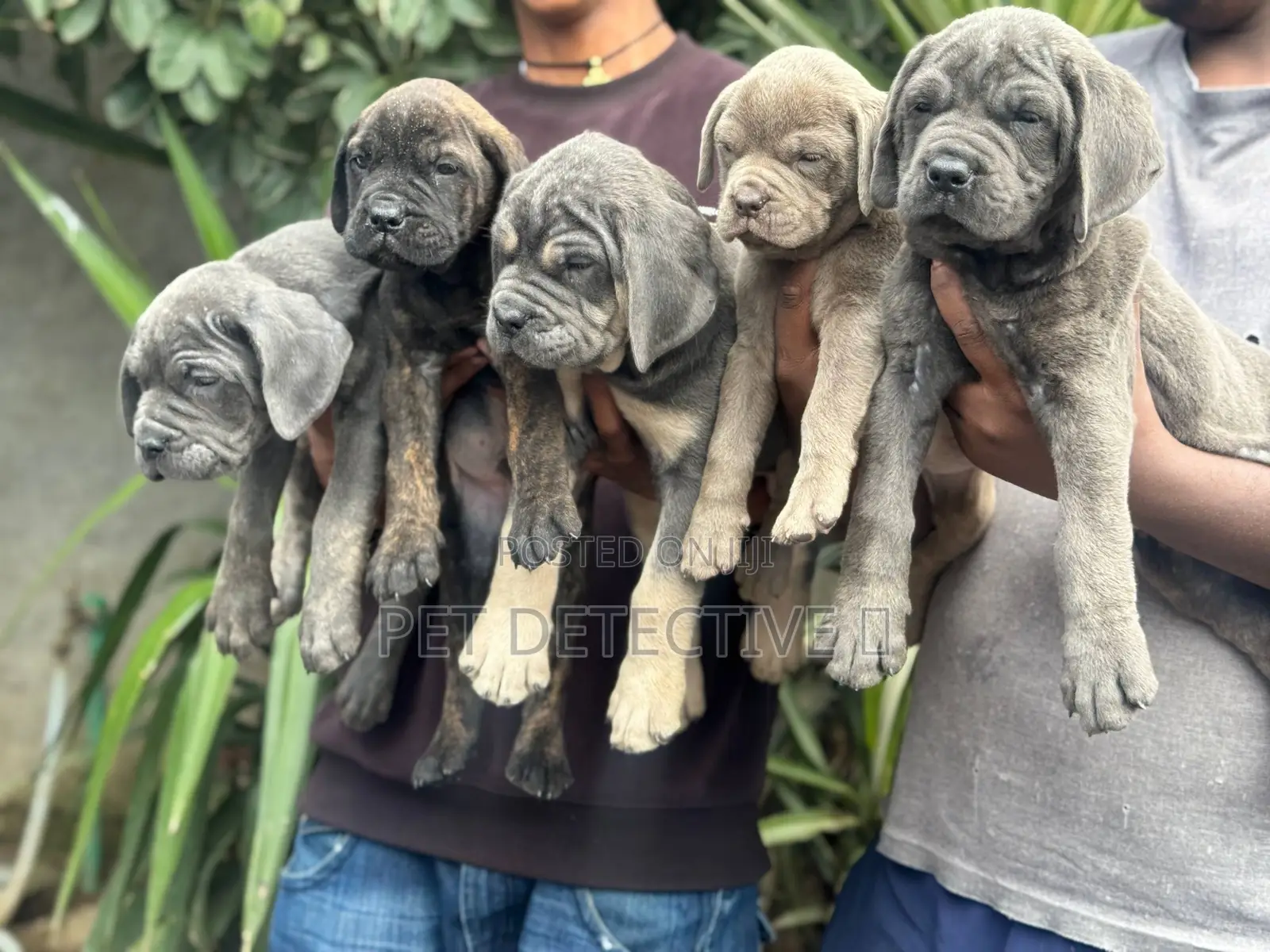 1-3 months Male Purebred Boerboel