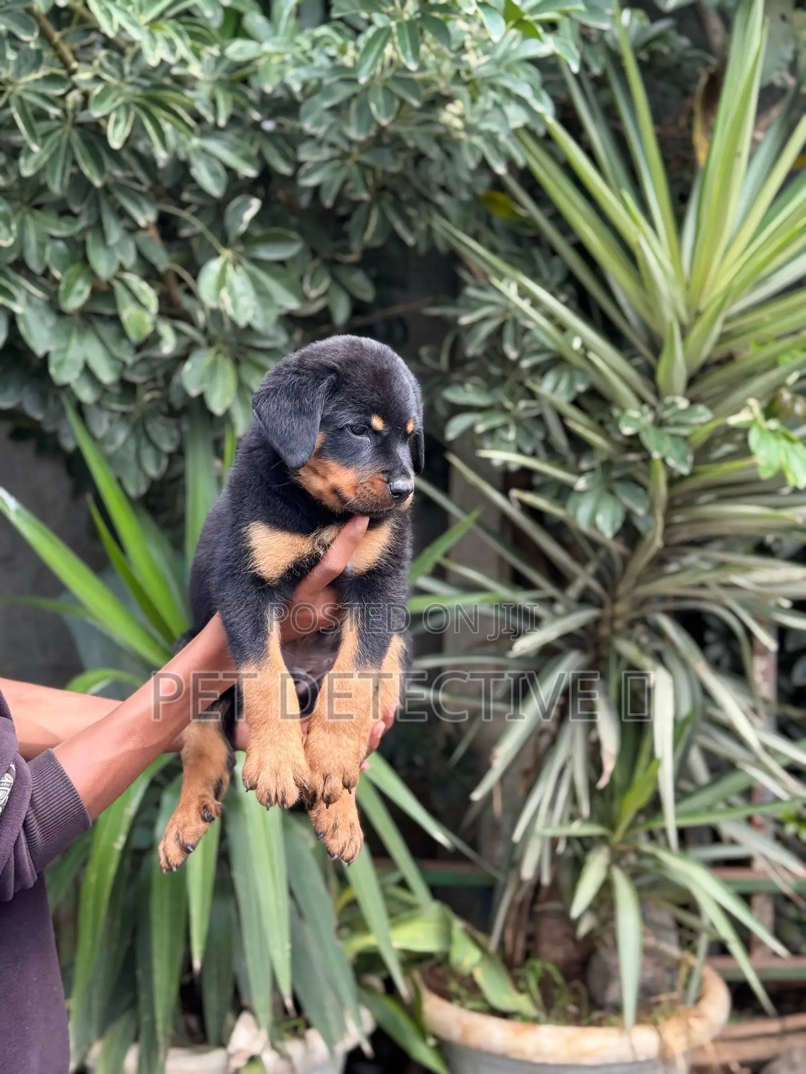 1-3 months Male Purebred Rottweiler