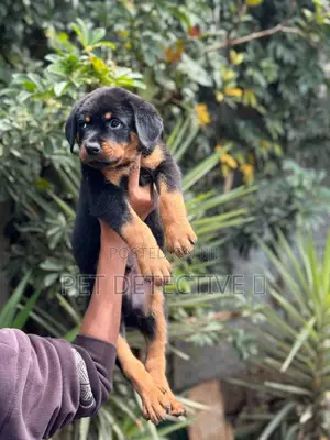 1-3 months Male Purebred Rottweiler