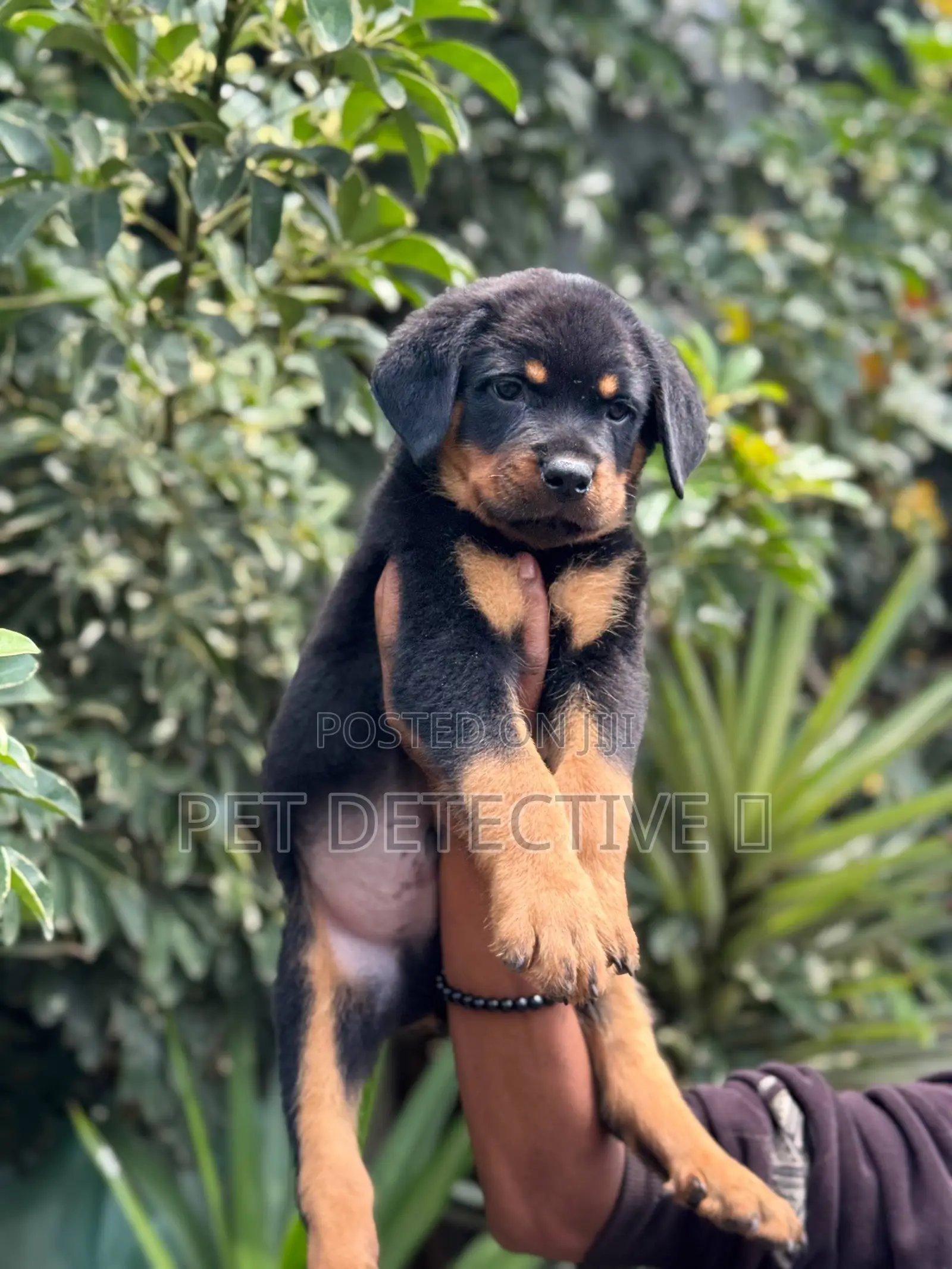 1-3 months Male Purebred Rottweiler