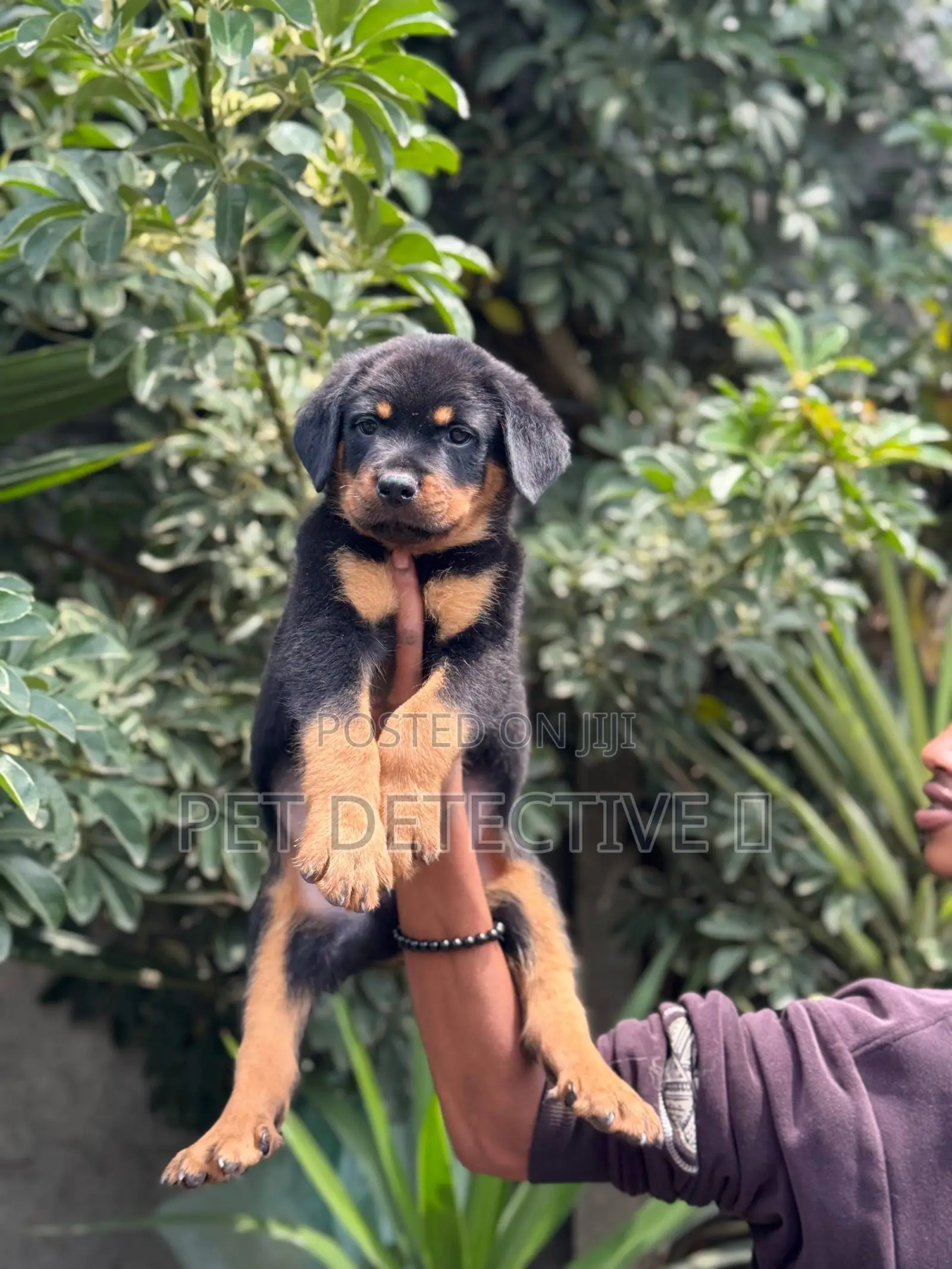 1-3 months Male Purebred Rottweiler