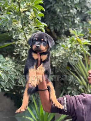 1-3 months Male Purebred Rottweiler