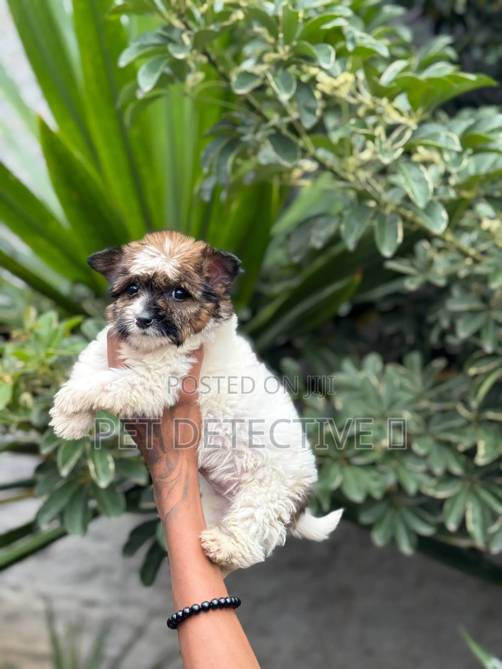 1-3 months Male Purebred Maltese