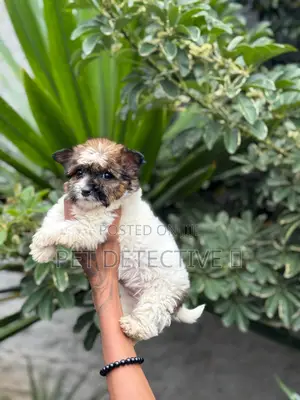 1-3 months Male Purebred Maltese