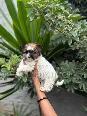 1-3 months Male Purebred Maltese