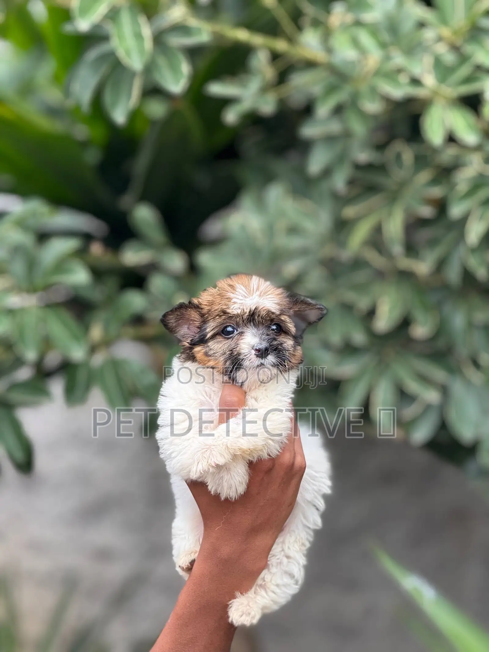 1-3 months Male Purebred Maltese