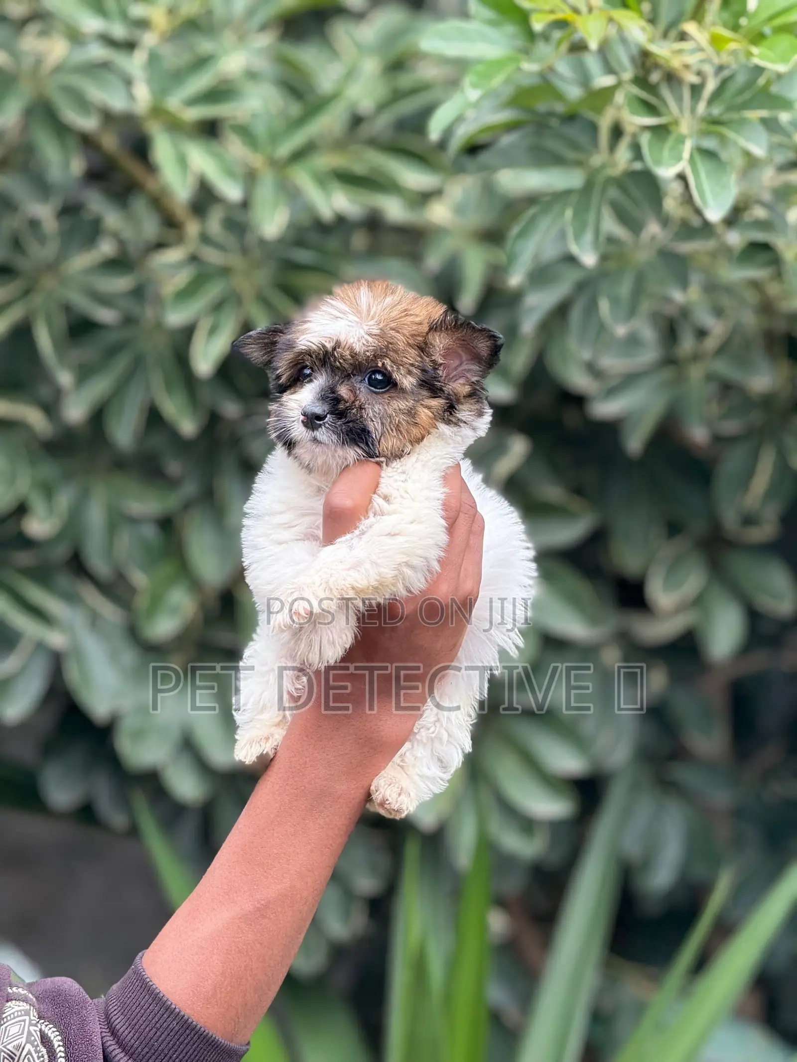 1-3 months Male Purebred Maltese