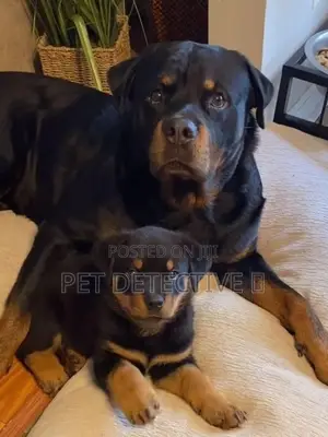 1-3 months Male Purebred Rottweiler