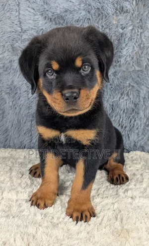 1-3 months Male Purebred Rottweiler