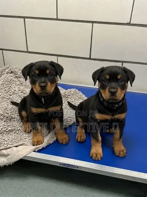 1-3 months Male Purebred Rottweiler
