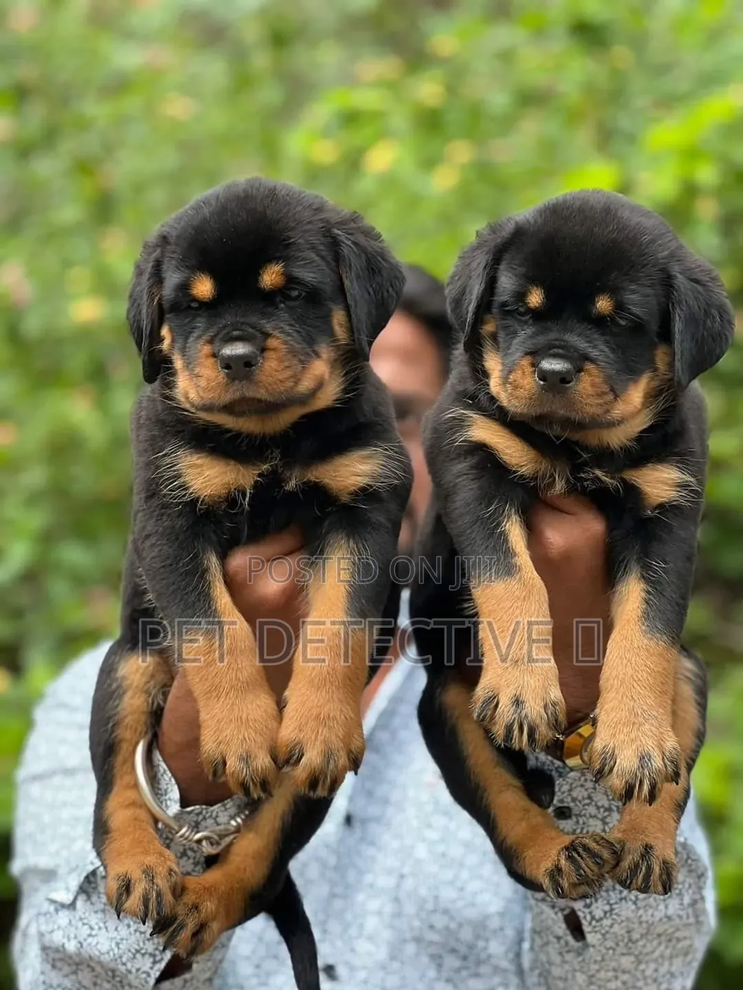 1-3 months Male Purebred Rottweiler