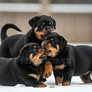 1-3 months Male Purebred Rottweiler