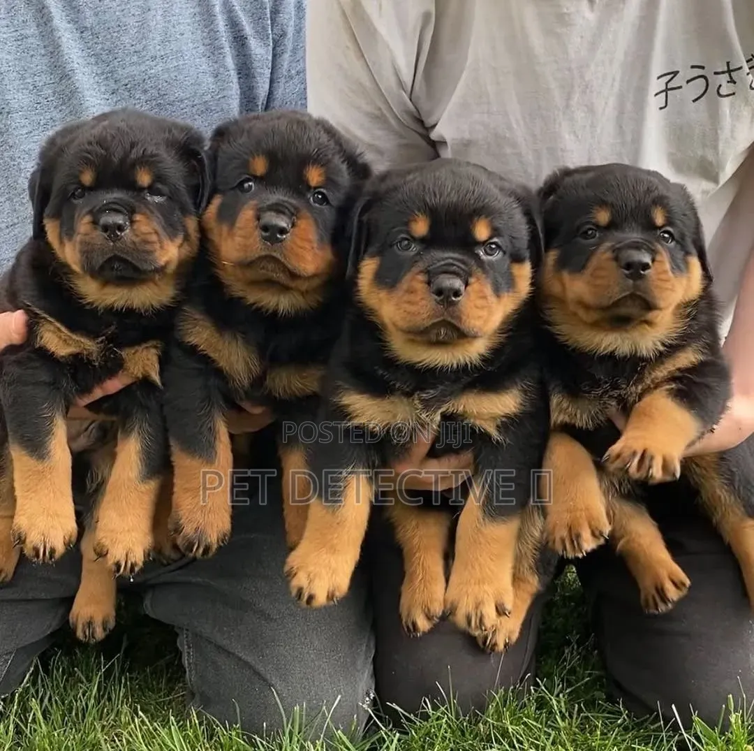 1-3 months Male Purebred Rottweiler
