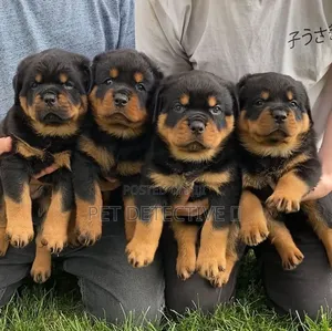 1-3 months Male Purebred Rottweiler