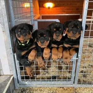 1-3 months Male Purebred Rottweiler