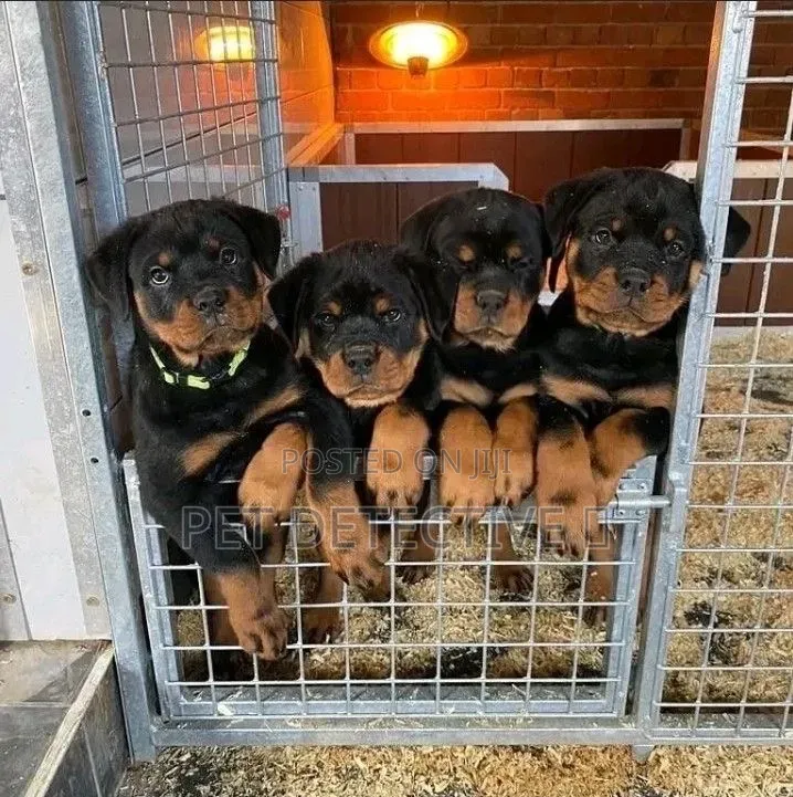1-3 months Male Purebred Rottweiler