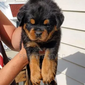 1-3 months Male Purebred Rottweiler