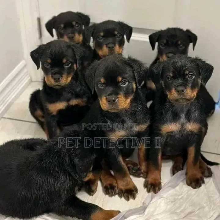 1-3 months Male Purebred Rottweiler