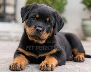 1-3 months Male Purebred Rottweiler