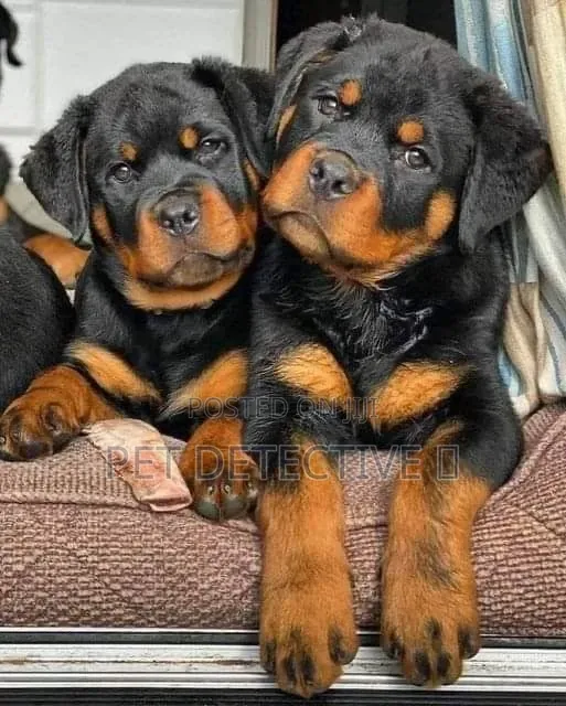 1-3 months Male Purebred Rottweiler