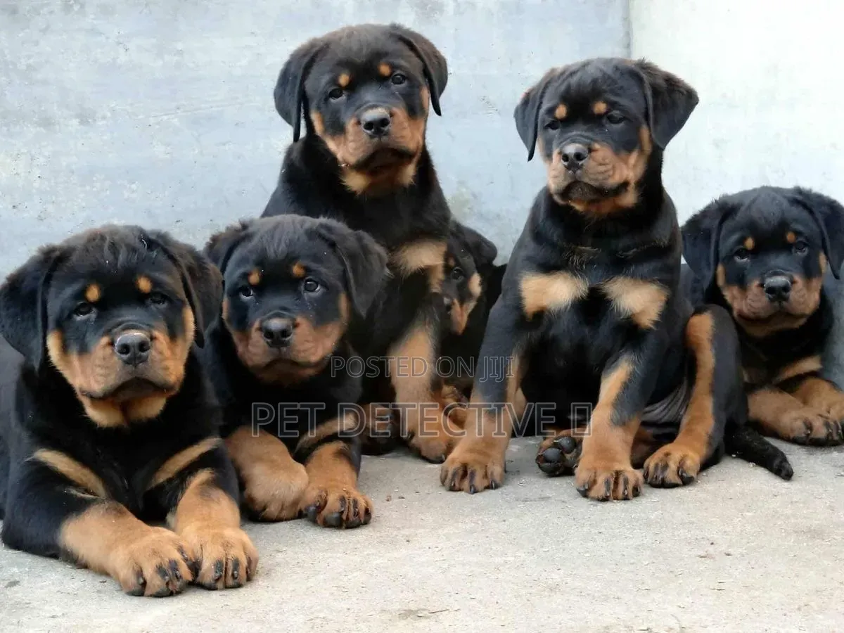 1-3 months Male Purebred Rottweiler